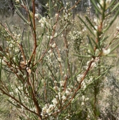 Hakea microcarpa at Namadgi National Park - 12 Nov 2023