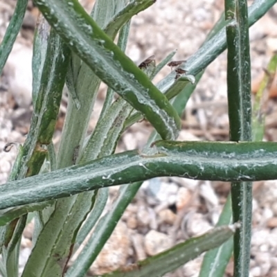 Senecio quadridentatus (Cotton Fireweed) at Yaouk, NSW - 4 Nov 2023 by Janet