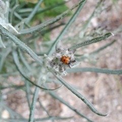 Senecio quadridentatus at Yaouk, NSW - suppressed