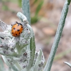 Senecio quadridentatus at Yaouk, NSW - suppressed