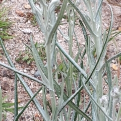 Senecio quadridentatus at Yaouk, NSW - suppressed