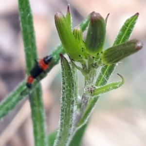 Senecio prenanthoides at Yaouk, NSW - suppressed