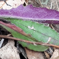 Senecio prenanthoides at Yaouk, NSW - suppressed