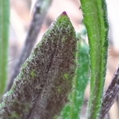 Senecio prenanthoides at Yaouk, NSW - suppressed