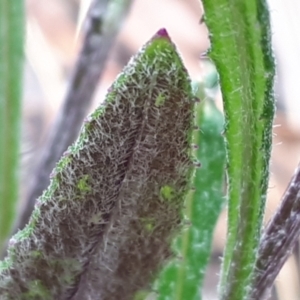 Senecio prenanthoides at Yaouk, NSW - suppressed