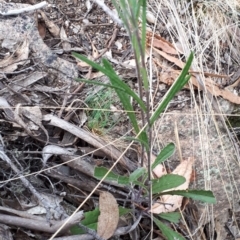 Senecio prenanthoides at Yaouk, NSW - suppressed