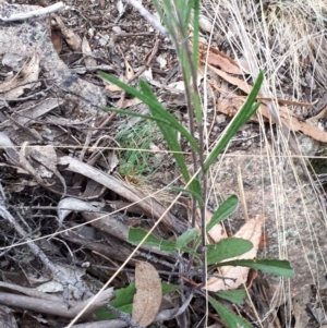 Senecio prenanthoides at Yaouk, NSW - suppressed