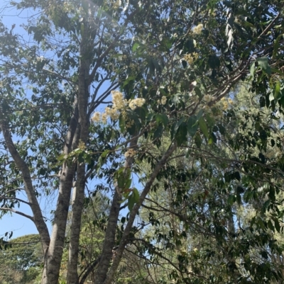Unidentified Other Tree at Taringa, QLD - 12 Nov 2023 by UserKC