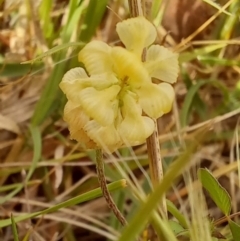 Trifolium campestre (Hop Clover) at Paddys River, ACT - 22 Oct 2023 by jac