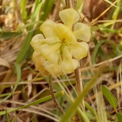 Trifolium campestre (Hop Clover) at Paddys River, ACT - 22 Oct 2023 by jac