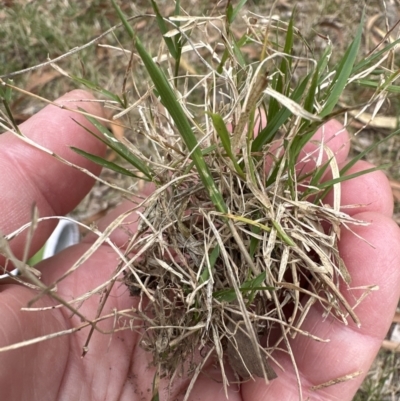 Unidentified Grass at Kangaroo Valley, NSW - 12 Nov 2023 by lbradleyKV