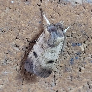 Agrotis porphyricollis at Sullivans Creek, Lyneham South - 13 Nov 2023