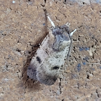 Agrotis porphyricollis (Variable Cutworm) at Lyneham, ACT - 12 Nov 2023 by trevorpreston