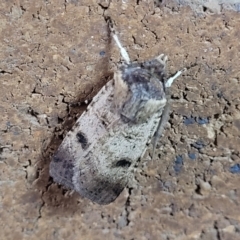 Agrotis porphyricollis at Sullivans Creek, Lyneham South - 13 Nov 2023