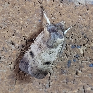 Agrotis porphyricollis at Sullivans Creek, Lyneham South - 13 Nov 2023