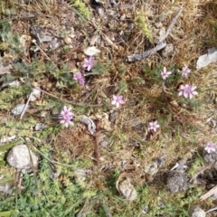 Erodium cicutarium (Common Storksbill, Common Crowfoot) at Birrigai - 22 Oct 2023 by jac