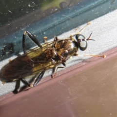 Exaireta spinigera (Garden Soldier Fly) at Flynn, ACT - 11 Nov 2023 by Christine