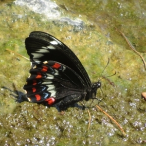 Papilio aegeus at Evatt, ACT - 12 Nov 2023