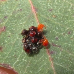 Oechalia schellenbergii (Spined Predatory Shield Bug) at Mount Mugga Mugga - 6 Nov 2023 by Christine