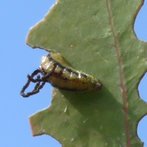 Gonipterus scutellatus at Mount Mugga Mugga - suppressed