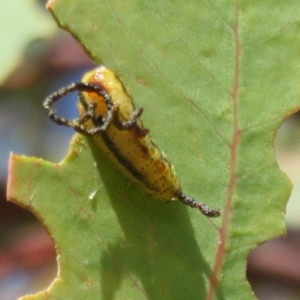 Gonipterus scutellatus at Mount Mugga Mugga - suppressed