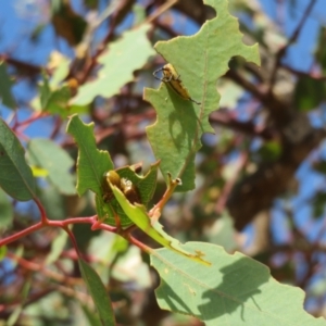 Gonipterus scutellatus at Mount Mugga Mugga - suppressed