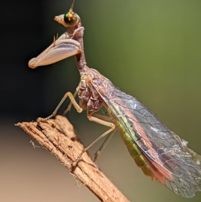 Campion cruciferus (A mantis fly) at Holder, ACT - 13 Nov 2023 by Miranda