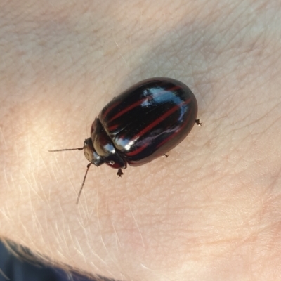 Paropsisterna nigerrima (Leaf beetle, Button beetle) at Brindabella National Park - 11 Nov 2023 by gregbaines