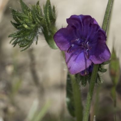 Echium plantagineum (Paterson's Curse) at Jarramlee-West MacGregor Grasslands - 6 Nov 2023 by kasiaaus