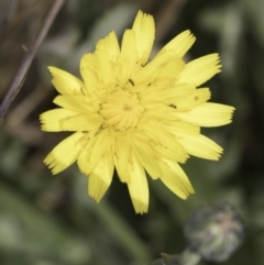 Hypochaeris radicata (Cat's Ear, Flatweed) at Jarramlee-West MacGregor Grasslands - 6 Nov 2023 by kasiaaus