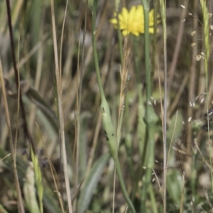 Hypochaeris radicata at Jarramlee North (JRN) - 6 Nov 2023