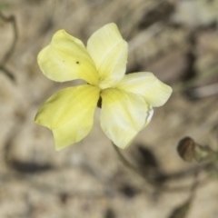 Goodenia pinnatifida (Scrambled Eggs) at Jarramlee North (JRN) - 6 Nov 2023 by kasiaaus