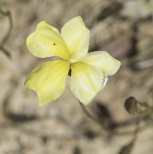 Goodenia pinnatifida at Jarramlee North (JRN) - 6 Nov 2023