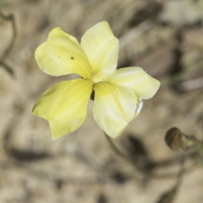 Goodenia pinnatifida (Scrambled Eggs) at Jarramlee North (JRN) - 6 Nov 2023 by kasiaaus