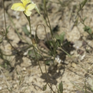 Goodenia pinnatifida at Jarramlee North (JRN) - 6 Nov 2023