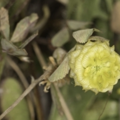 Trifolium campestre (Hop Clover) at Belconnen, ACT - 6 Nov 2023 by kasiaaus