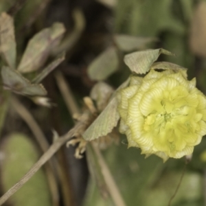 Trifolium campestre at Jarramlee North (JRN) - 6 Nov 2023