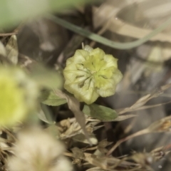 Trifolium campestre at Jarramlee North (JRN) - 6 Nov 2023 11:22 AM