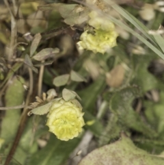 Trifolium campestre at Jarramlee North (JRN) - 6 Nov 2023 11:22 AM