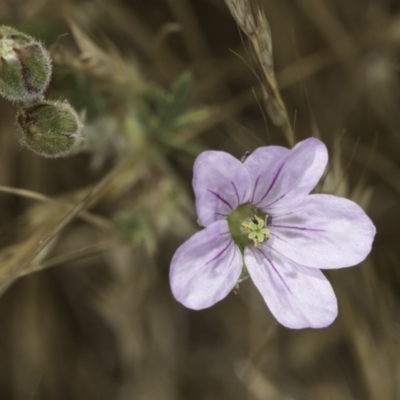 Erodium botrys (Long Storksbill) at Jarramlee-West MacGregor Grasslands - 6 Nov 2023 by kasiaaus