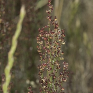 Rumex acetosella at Jarramlee North (JRN) - 6 Nov 2023