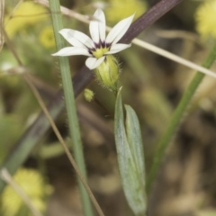 Sisyrinchium micranthum at Jarramlee North (JRN) - 6 Nov 2023