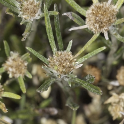 Euchiton sp. (A Cudweed) at Jarramlee North (JRN) - 6 Nov 2023 by kasiaaus