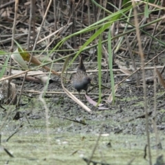 Porzana fluminea (Australian Spotted Crake) at Wonga Wetlands - 7 Nov 2023 by AlburyCityEnviros