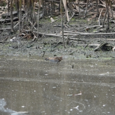 Zapornia pusilla (Baillon's Crake) at Wonga Wetlands - 7 Nov 2023 by AlburyCityEnviros