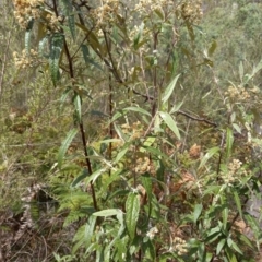 Olearia lirata (Snowy Daisybush) at Paddys River, ACT - 22 Oct 2023 by jac