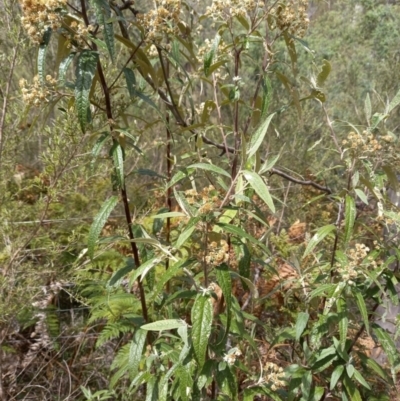 Olearia lirata (Snowy Daisybush) at Birrigai - 22 Oct 2023 by jac