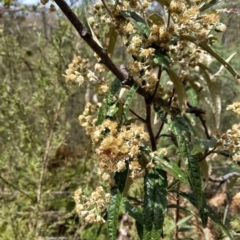 Olearia lirata at Birrigai - 23 Oct 2023