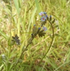 Myosotis discolor (Forget-me-not) at Birrigai - 23 Oct 2023 by jac