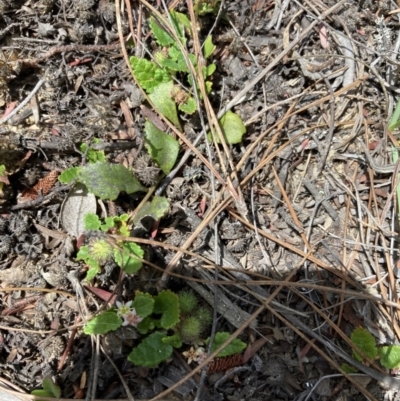 Commersonia prostrata (Dwarf Kerrawang) at Wingecarribee Local Government Area - 7 Nov 2023 by Baronia